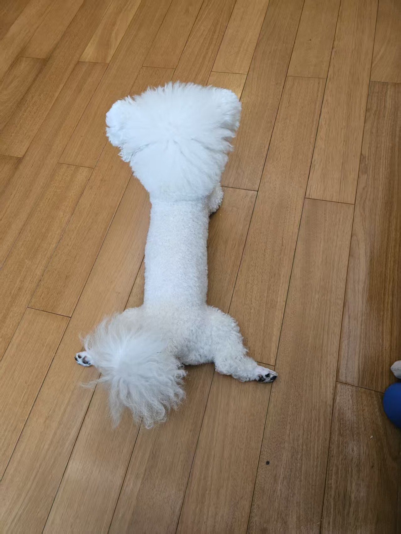 小狗.jpg