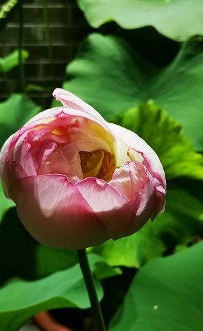 带子开花的莲1.jpg