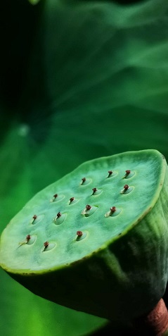 带子开花的莲2.jpg