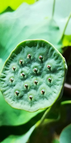 带子开花的莲3.jpg
